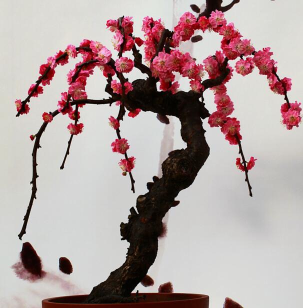 梅花放在家里风水好吗，梅花放在家里的禁忌及注意事项