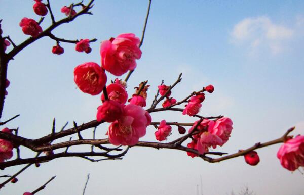 粉色梅花花语是什么，坚强高雅独立和忠贞