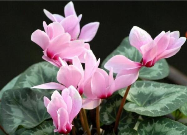 仙客来什么时候开花 仙客来一年开几次花(花期可持续五个月)