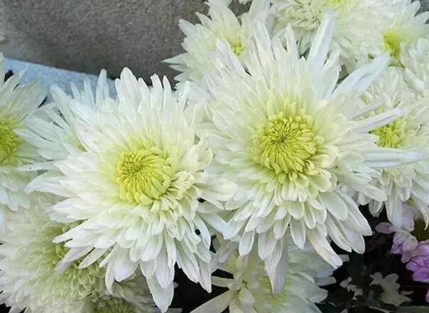 清明送什么花，清明送故人什么鲜花