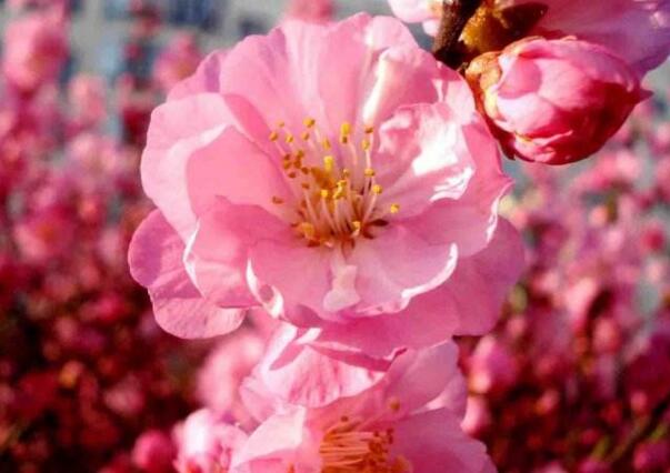 重瓣榆叶梅花语是什么，爱情的俘虏