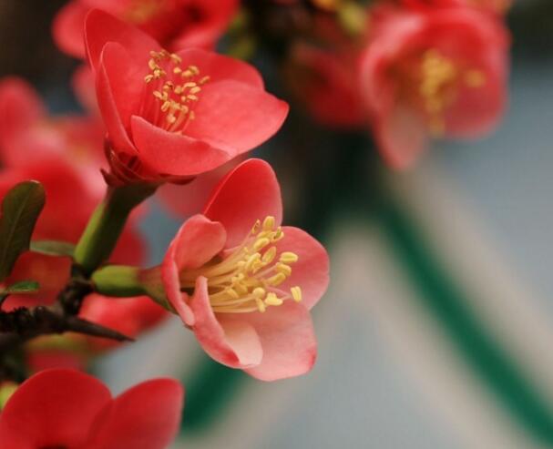 海棠花代表什么意思，游子思乡之情