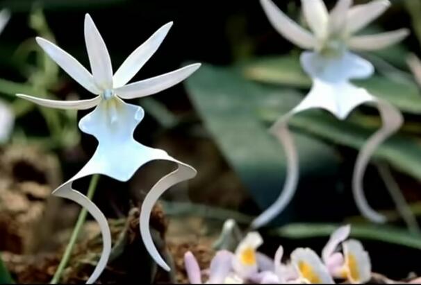 世界上最名贵的10种兰花图片，莲瓣兰价值高达1500万