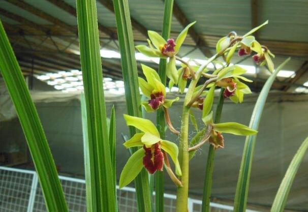世界上最名贵的10种兰花图片，莲瓣兰价值高达1500万
