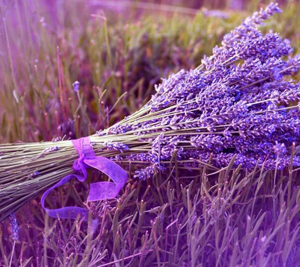 什么花的花语是高洁，菊花/梅花/兰花(高洁典雅的人)