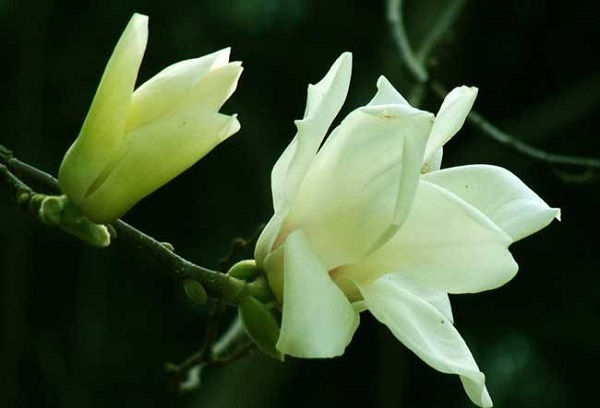 白兰花什么时候开花，怎样帮助白兰花开花(加肥很重要)