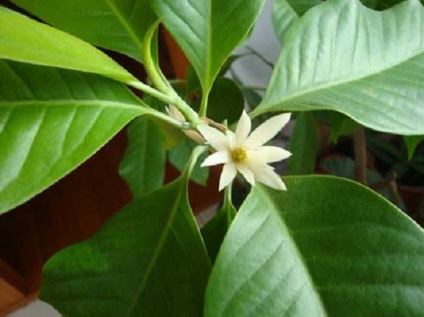 白兰花什么时候剪枝，白兰花如何修剪