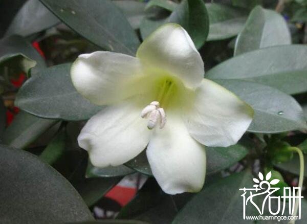 非洲茉莉怎么修剪，非洲茉莉的修剪方法(修剪后控制浇水量)
