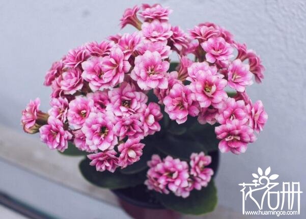 长寿花有毒吗，长寿花可以养在室内吗