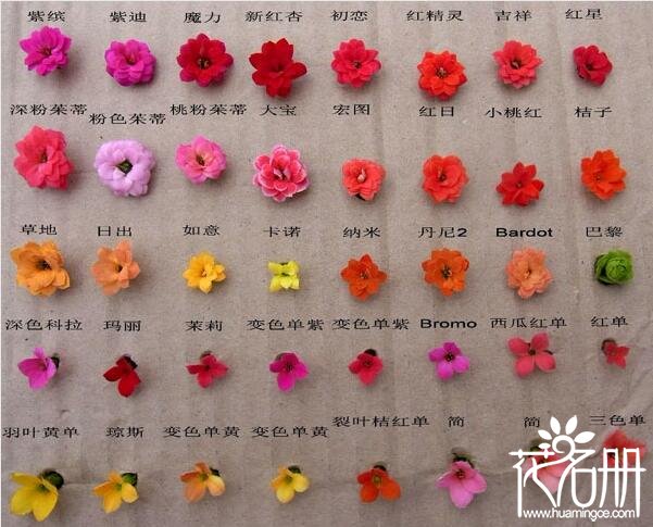 长寿花有几种颜色，长寿花颜色大全(附图)