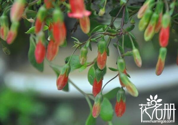 宫灯长寿花花语是什么，大吉大利长命百岁