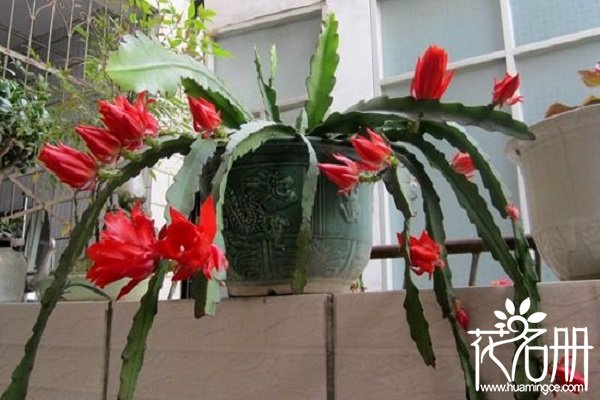 令箭荷花的养殖方法，令箭荷花的养殖注意事项（及时设立围架）