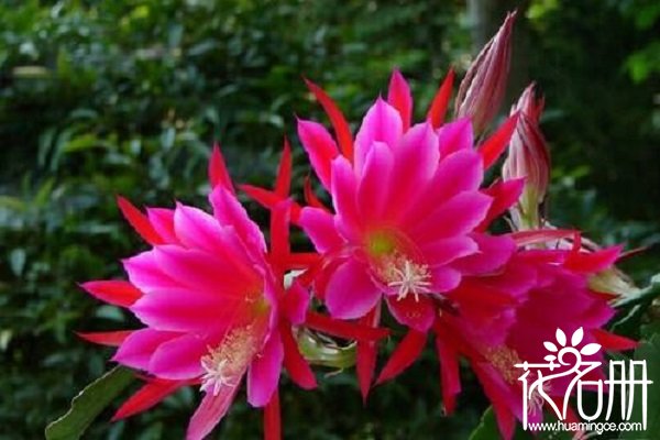 令箭荷花的养殖方法，令箭荷花的养殖注意事项（及时设立围架）