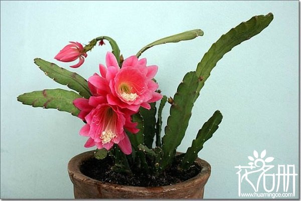 令箭荷花什么时候孕蕾，令箭荷花在孕蕾期怎么养护（环境要求很高）