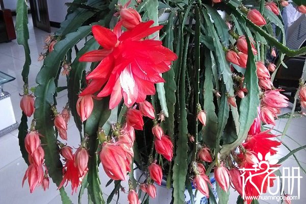 令箭荷花什么时候孕蕾，令箭荷花在孕蕾期怎么养护（环境要求很高）