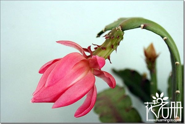 令箭荷花价格是多少，通常在50元-100元之间