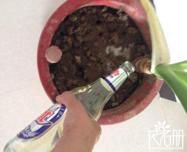 啤酒可以浇什么花，啤酒浇花适合哪些植物