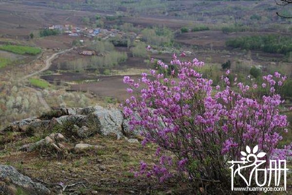 干枝杜鹃怎么养才开花，干枝杜鹃养护注意事项（不能重复开花）