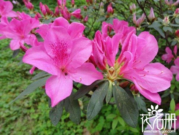 杜鹃花是什么颜色，杜鹃花的颜色有哪些
