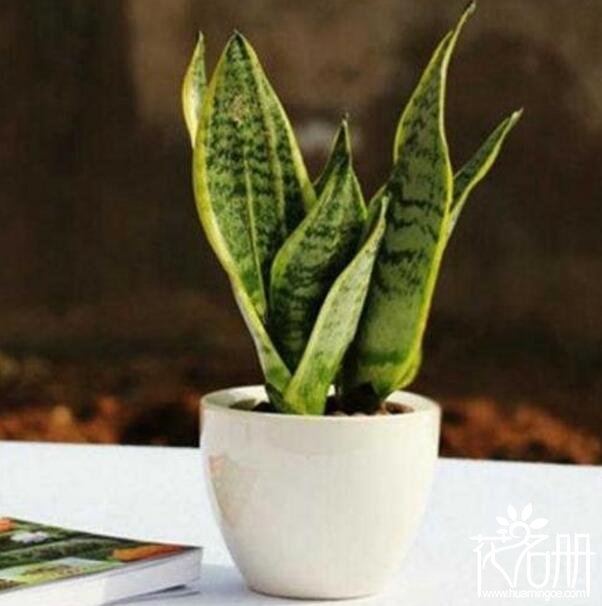 虎皮兰怎么养，虎皮兰的养殖方法和注意事项