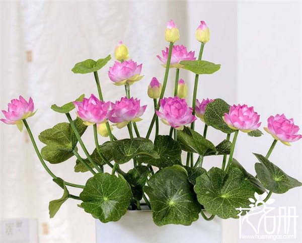 供佛用什么鲜花，佛前供花注意事项（莲花是首选）