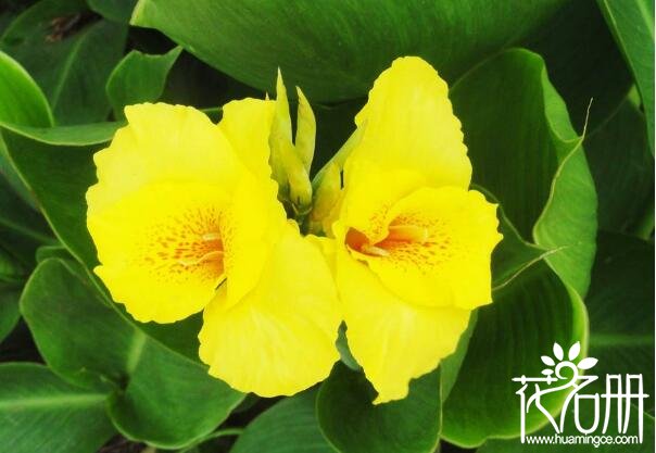 美人蕉怎么种植，美人蕉什么时候种植(4-5月播种)
