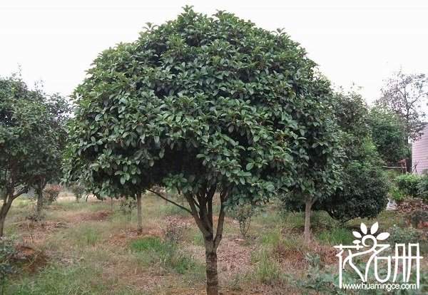 院子里种什么树风水好，栽树的四大风水禁忌