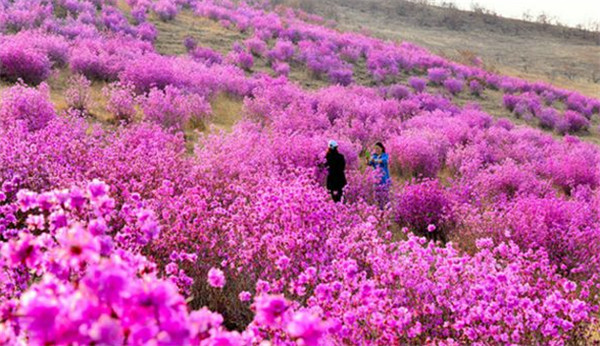 2018扎兰屯杜鹃花节时间，扎兰屯杜鹃花花节赏花攻略（4-5月）