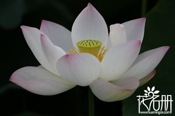 澳门的市花是什么花，澳门市花莲花