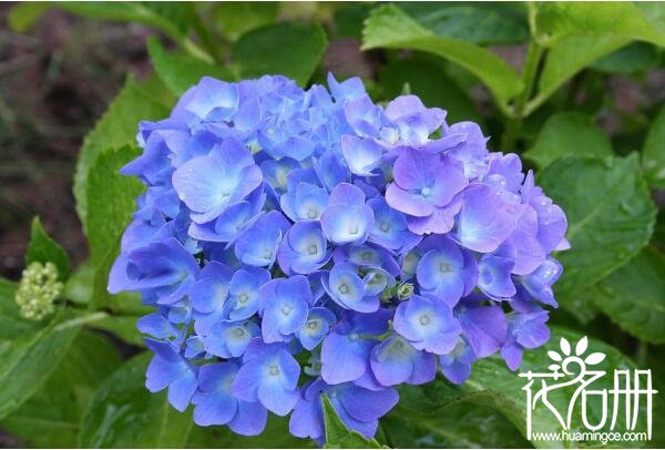 什么花的花语是冷漠 世界上花语最冷漠的花（雪莲花语最冷漠）