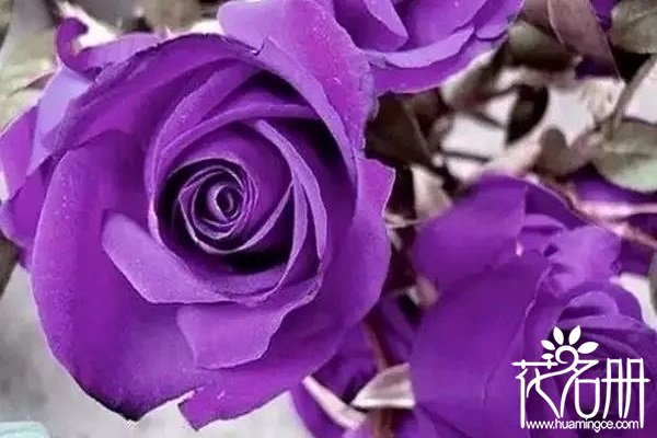 送紫玫瑰代表什么意思，浪漫和珍贵的爱