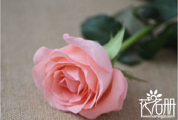 戴安娜玫瑰的花语，爱上你是我今生最大的幸福