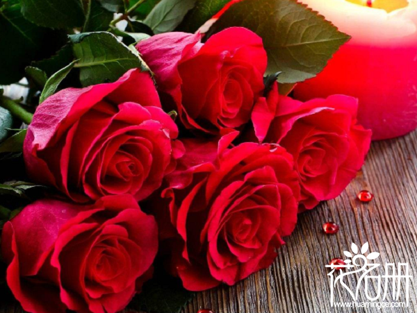 21朵红玫瑰的花语是什么，你是我唯一的最爱