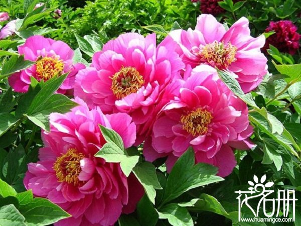 2018北京牡丹花什么时候开花，北京牡丹节时间(5月是赏花好时机)