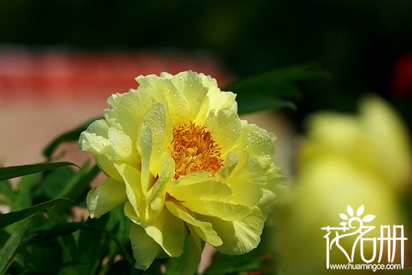 垫江牡丹花什么时候开花，垫江牡丹最佳观赏时间（3月下旬-4月中）
