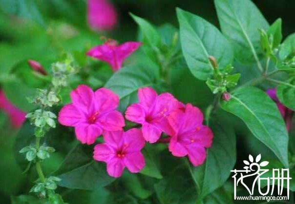 孕妇不适合养什么花 八种孕妇禁忌花卉(绣球花对孕妇危害极大)