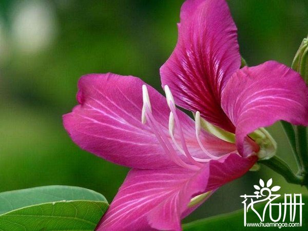 紫荆花象征意义是什么，历史/政治/文学三大象征意义