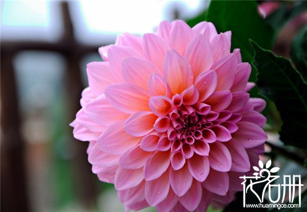 墨西哥的国花是什么花，仙人掌和大丽花