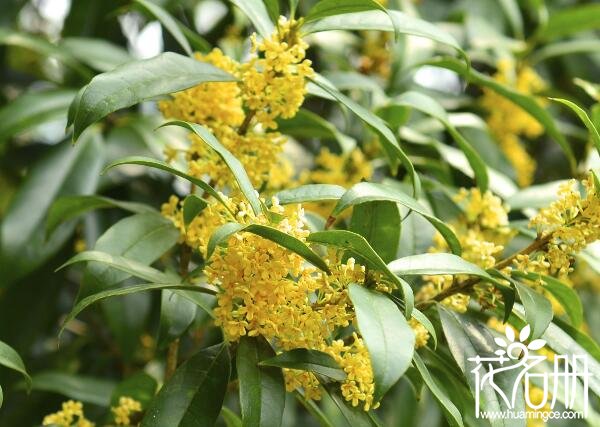 桂花树不宜种在哪里 种桂花树的禁忌(不宜种植在窗前)