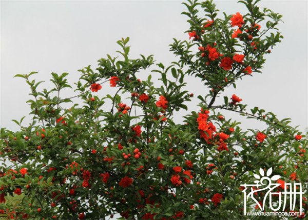 西安市花是什么花，代表无私与付出的石榴花