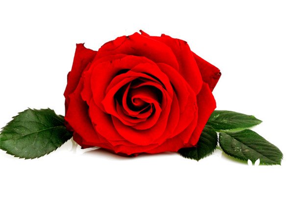 22朵玫瑰花语是什么，两情相悦
