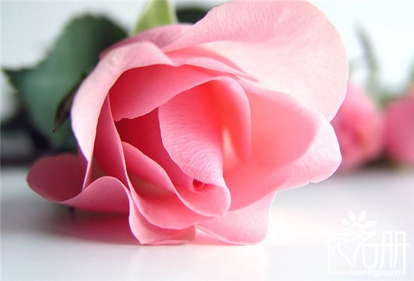 22朵玫瑰花语是什么，两情相悦
