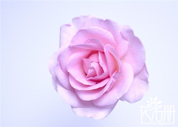 22朵玫瑰花语是什么，两情相悦