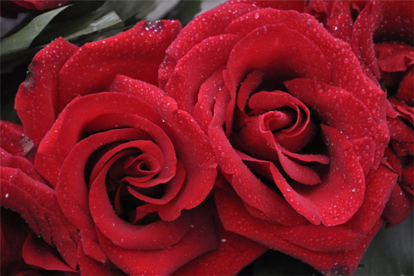 25朵玫瑰花语是什么，祝你幸福
