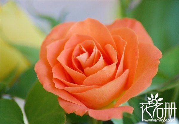 25朵玫瑰花语是什么，祝你幸福