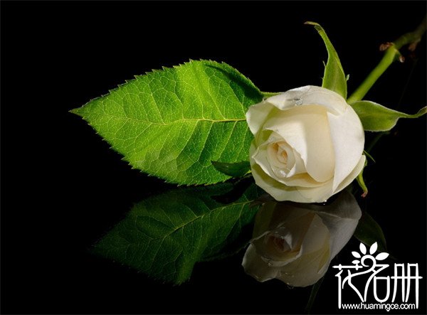 25朵玫瑰花语是什么，祝你幸福