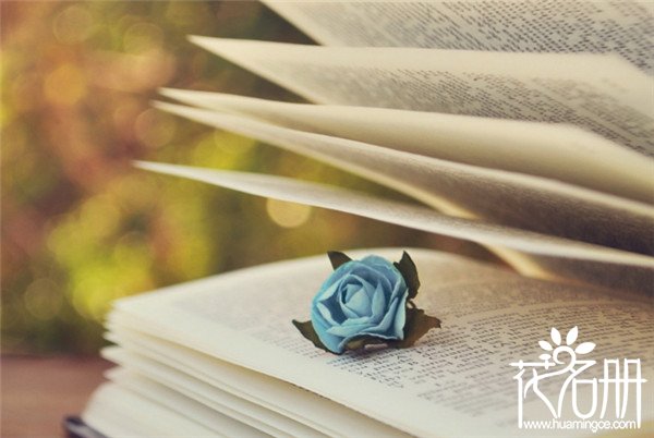 25朵玫瑰花语是什么，祝你幸福