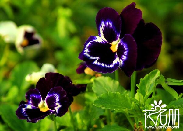 九月开什么花，九月的代表花卉是菊花
