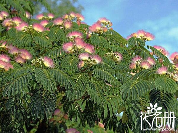 合欢花什么时候开 合欢花的花期时间6-7月(花期30天左右)