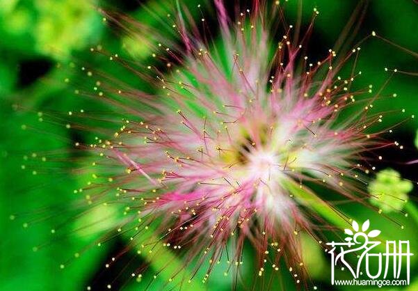 合欢花种子怎么种 合欢花播种的方法(点播式效果最好)